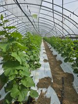 팜모닝 기타작물·영농일지 게시글 이미지