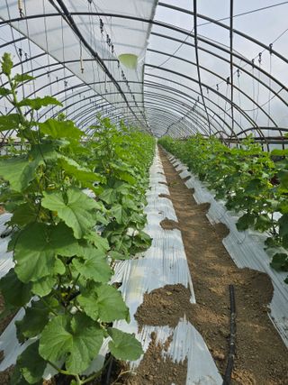 대파16098님의 기타작물 · 영농일지 작성글 사진