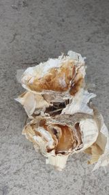 팜모닝 마늘·영농일지 게시글 이미지