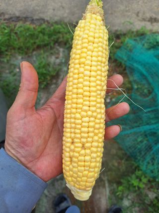 로즈마리님의 옥수수 · 영농일지 작성글 사진