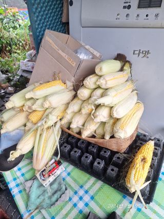 로즈마리님의 옥수수 · 영농일지 작성글 사진