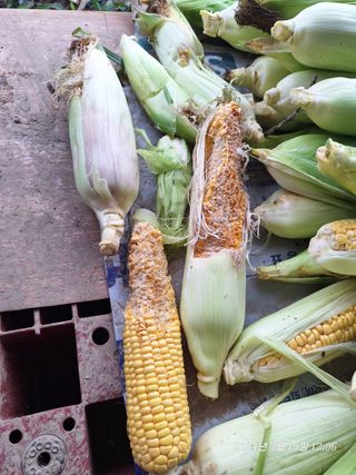 로즈마리님의 옥수수 · 영농일지 작성글 사진