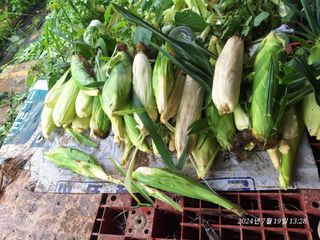 로즈마리님의 옥수수 · 영농일지 작성글 사진