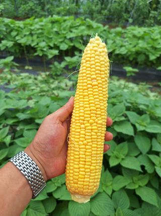 로즈마리님의 옥수수 · 영농일지 작성글 사진