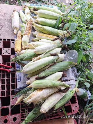 로즈마리님의 옥수수 · 영농일지 작성글 사진