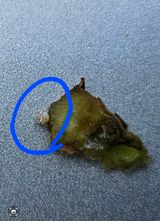 팜모닝 기타작물·영농일지 게시글 이미지