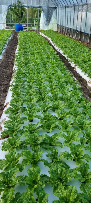 권오천님의 상추 · 병해충상담 작성글 사진