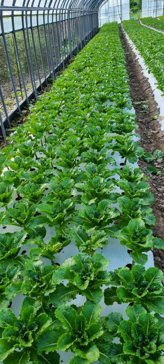 권오천님의 상추 · 병해충상담 작성글 사진