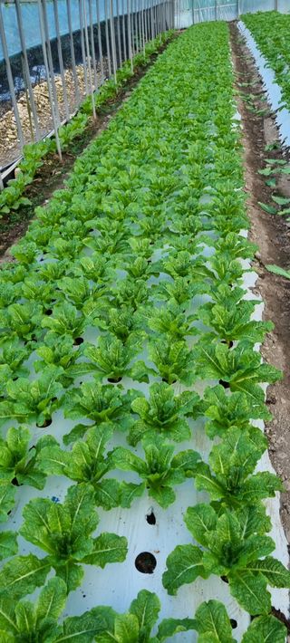 권오천님의 상추 · 병해충상담 작성글 사진