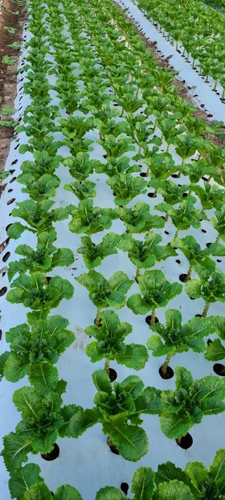 권오천님의 상추 · 병해충상담 작성글 사진