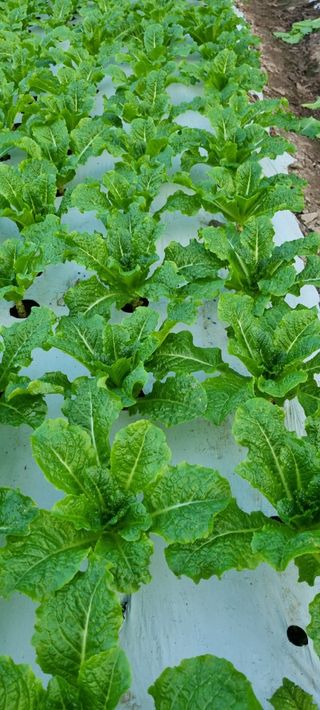 권오천님의 상추 · 병해충상담 작성글 사진