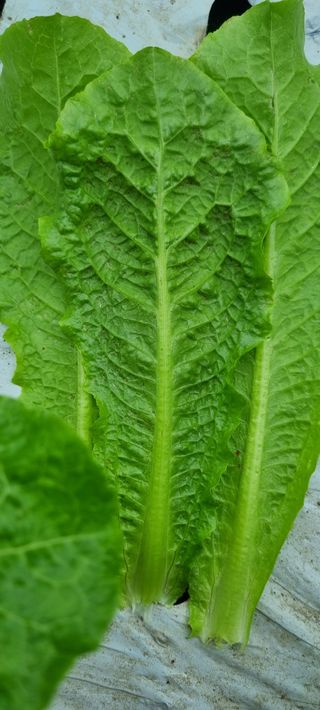 권오천님의 상추 · 병해충상담 작성글 사진