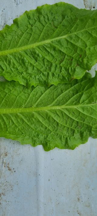 권오천님의 상추 · 병해충상담 작성글 사진