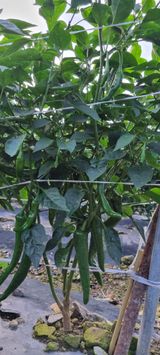 팜모닝 고추·병해충상담 게시글 이미지