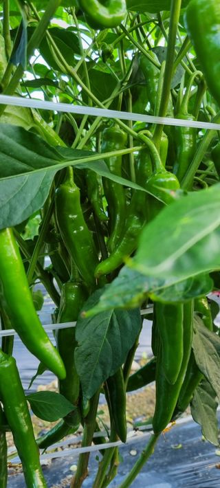 권오천님의 고추 · 병해충상담 작성글 사진