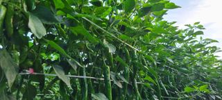 권오천님의 고추 · 병해충상담 작성글 사진