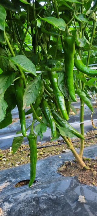 권오천님의 고추 · 병해충상담 작성글 사진