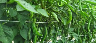 권오천님의 고추 · 병해충상담 작성글 사진