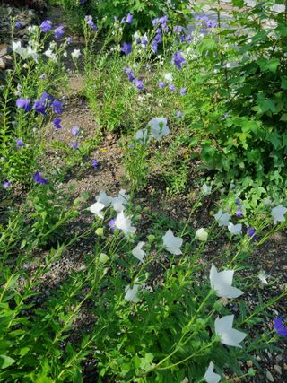 김용대님의 자유주제 · 자유게시판 작성글 사진