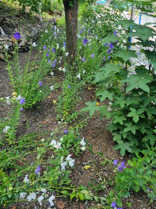 김용대님의 자유주제 · 자유게시판 작성글 사진