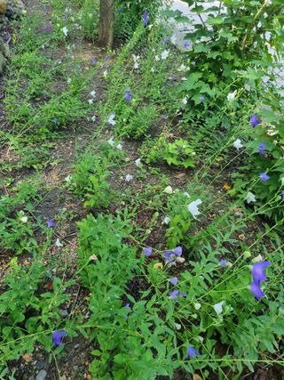 김용대님의 자유주제 · 자유게시판 작성글 사진