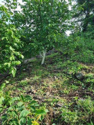 김용대님의 자유주제 · 자유게시판 작성글 사진