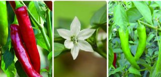 한농농약종묘사님의 작성글 사진