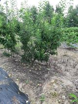 팜모닝 자두·병해충상담 게시글 이미지