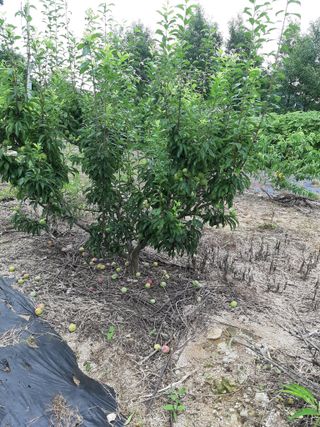 오세복님의 자두 · 병해충상담 작성글 사진