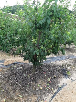 오세복님의 자두 · 병해충상담 작성글 사진