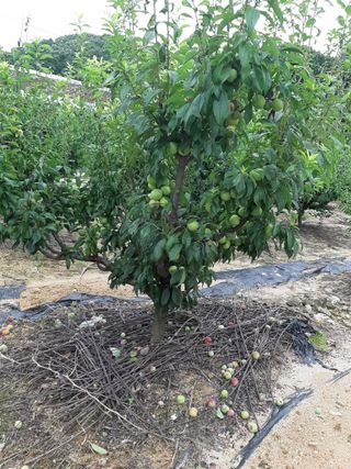 오세복님의 자두 · 병해충상담 작성글 사진