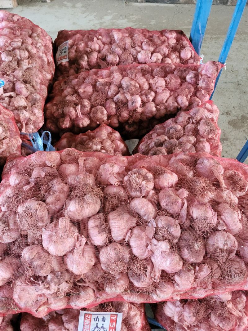 인도공주님의 장터 판매 상품 [창녕마늘 20키로 상 (크기6cm이상)판매종료] 첨부 사진