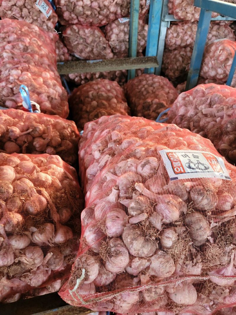 인도공주님의 장터 판매 상품 [창녕마늘 20키로  중.소(6cm미만)판매종료] 첨부 사진