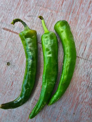 김진영님의 고추 · 비료•농약 작성글 사진