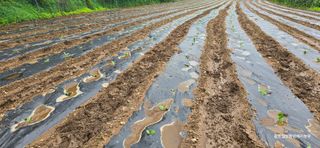 황둔얼렁뚱땅체리농부님의 호박 · 자유게시판 작성글 사진
