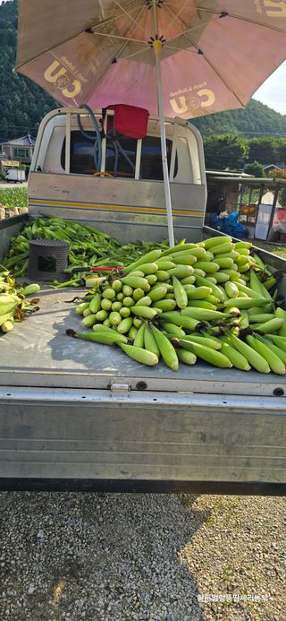 황둔얼렁뚱땅체리농부님의 옥수수 · 자유게시판 작성글 사진