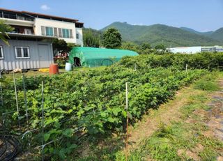 참가죽님의 콩 · 영농일지 작성글 사진