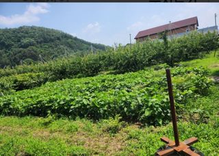 참가죽님의 콩 · 영농일지 작성글 사진