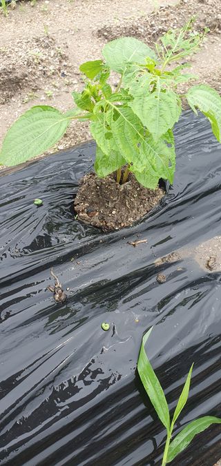최고봉님최진홍님의 상추 · 영농일지 작성글 사진