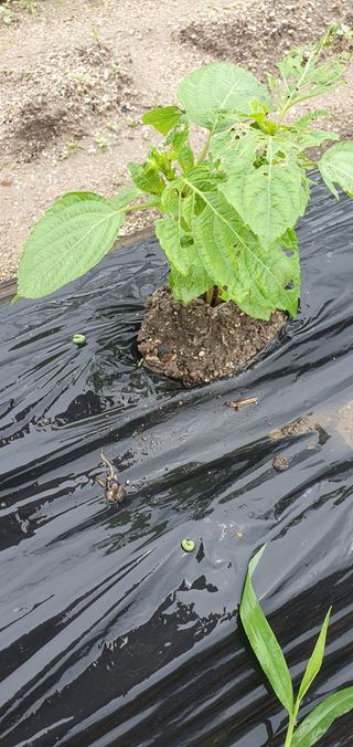 최고봉님최진홍님의 상추 · 영농일지 작성글 사진