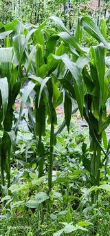 팜모닝 옥수수·영농일지 게시글 이미지