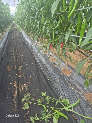 초보 농사꾼~~~ㅇ님의 고추 · 영농일지 작성글 사진