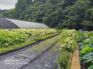 마로니에농원님의 기타작물 · 영농일지 작성글 사진