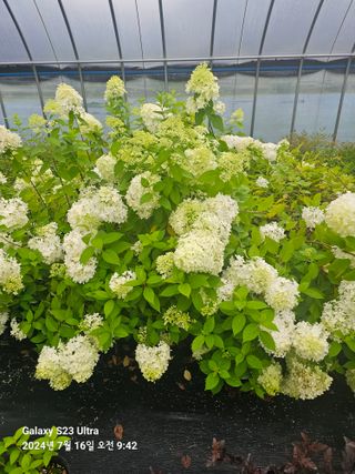 마로니에농원님의 기타작물 · 영농일지 작성글 사진