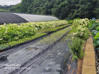 마로니에농원님의 기타작물 · 영농일지 작성글 사진