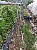 팜모닝 참깨·영농일지 게시글 이미지