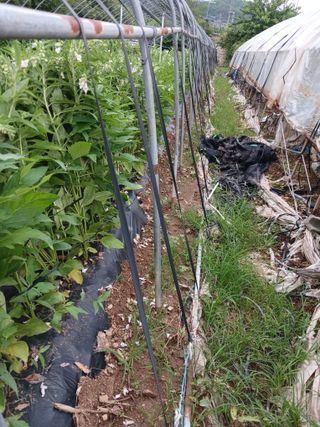 자기왕사랑해님의 참깨 · 영농일지 작성글 사진