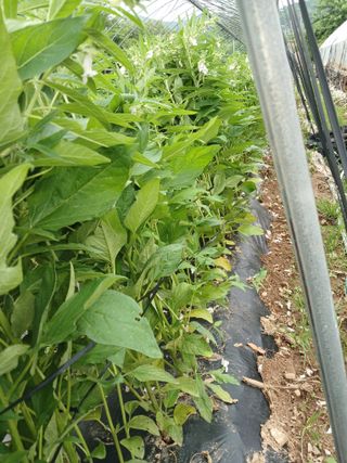 자기왕사랑해님의 참깨 · 영농일지 작성글 사진