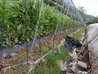 자기왕사랑해님의 참깨 · 영농일지 작성글 사진