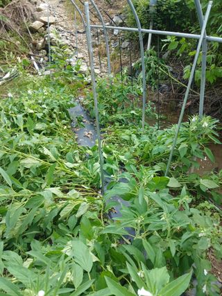 자기왕사랑해님의 참깨 · 영농일지 작성글 사진